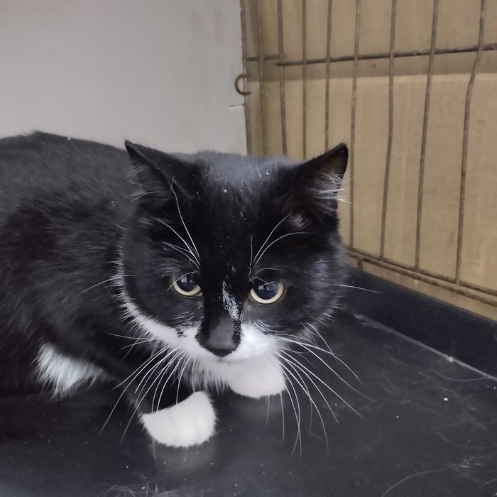 Отдам в добрые руки