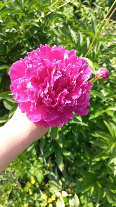 Пионы для букетов на срез