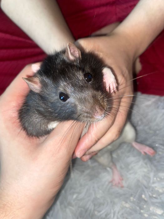 Крысы Дамбо бесплатно