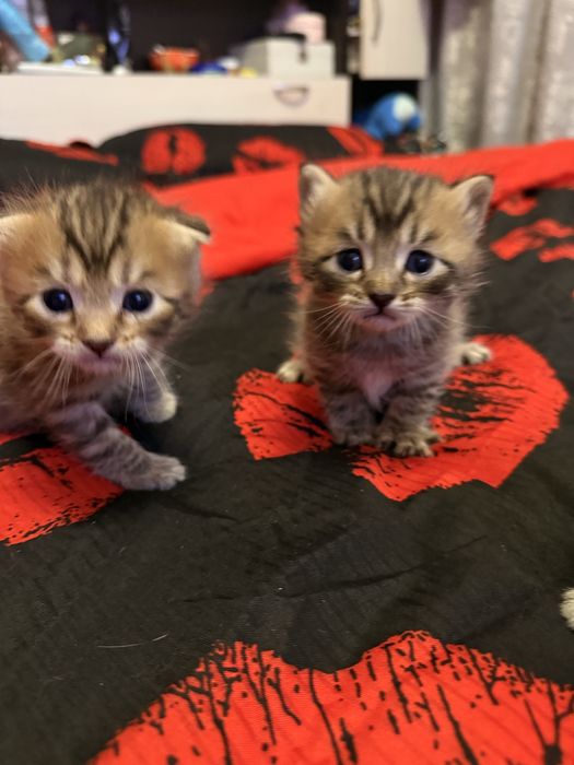 Продаются котята