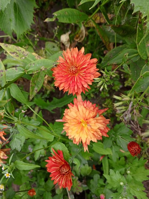 Хризантемы черенки