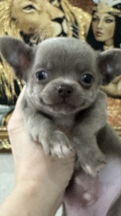 Очаровательный малыш чихуахуа