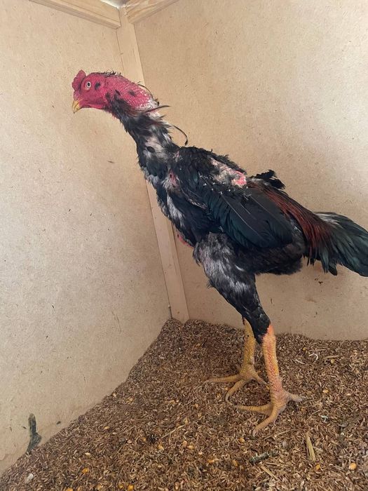 Aprel jojasi 9 ta yutug'i bor tanachilarni o'chirib yutdi