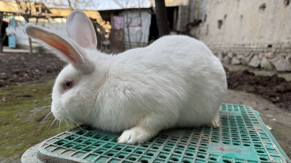 Qiyon sotiladi.donasi