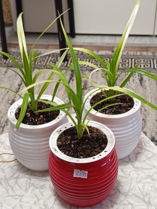 Продам панданус варигатный,фикус Али