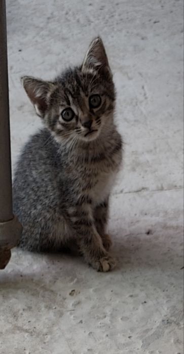 Отдам котят в хорошие руки бесплатно