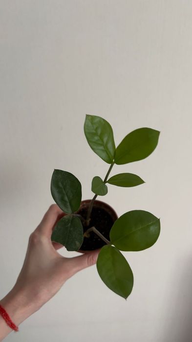 Замиокулькас доллоровое дерево