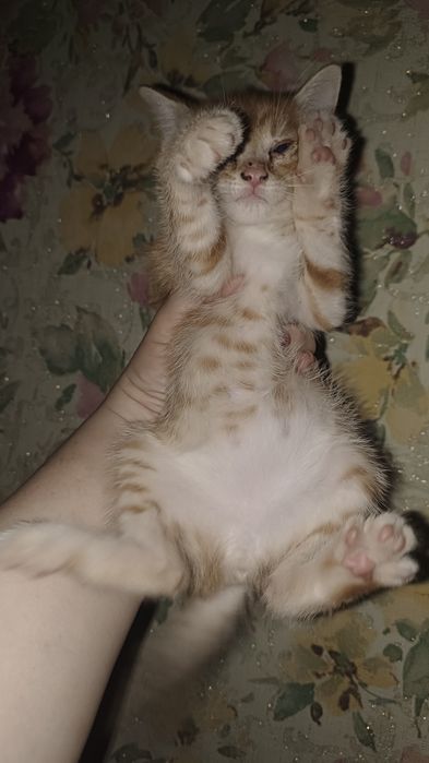 Рыжих котят мальчиков