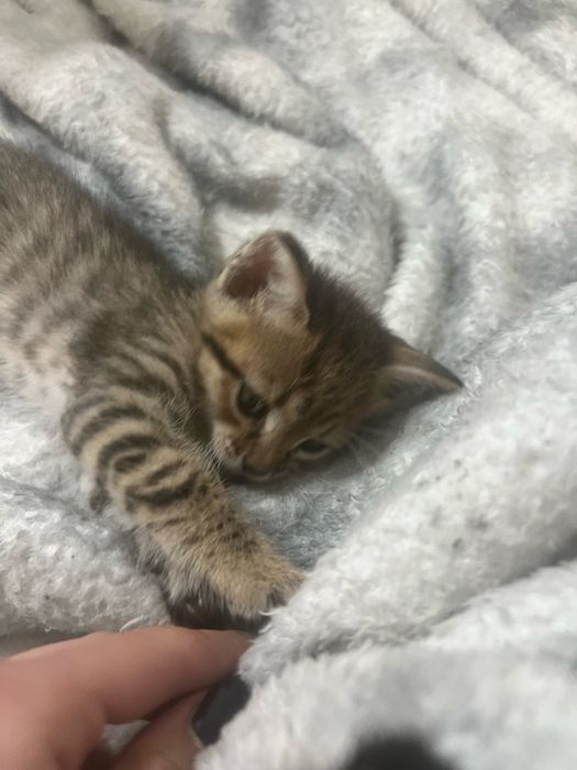 Котенок 1,5 месяца