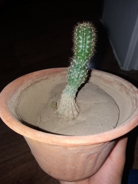 Комнатное растение