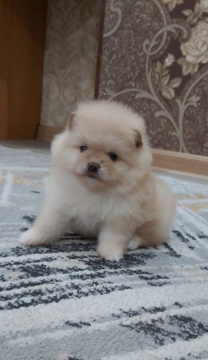 Кремовые шпицы кукольные