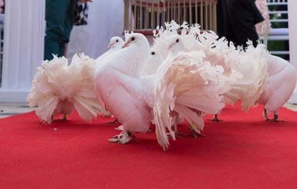 Porumbeii albi pentru nuntii