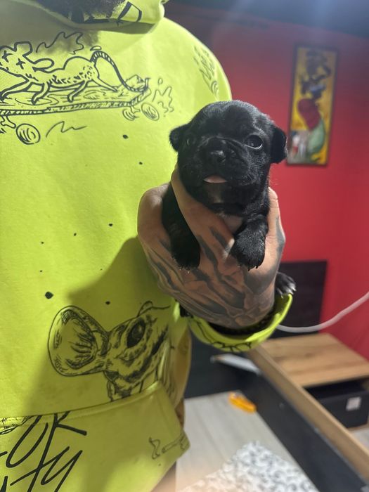 7 френски булдочета