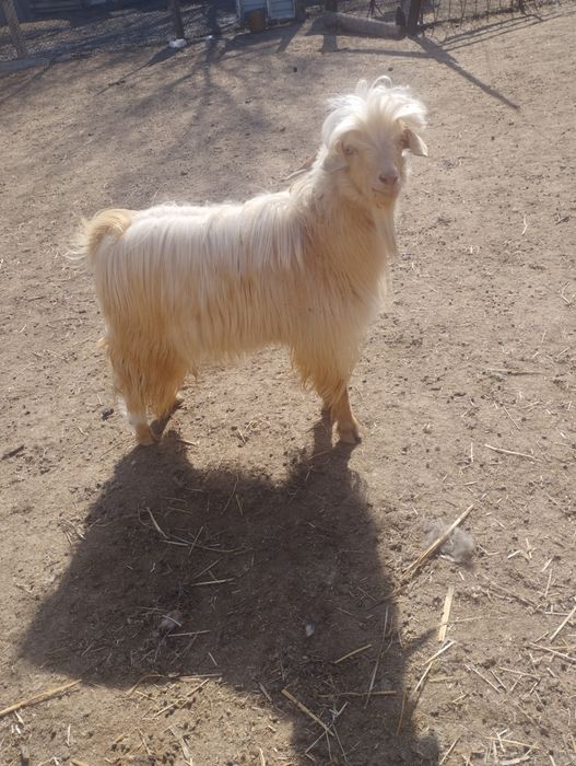 Продается козы ,козел