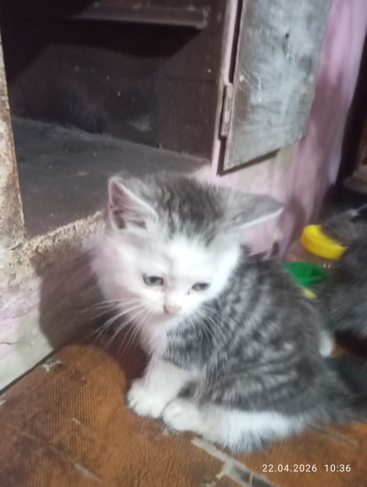 Британские котята