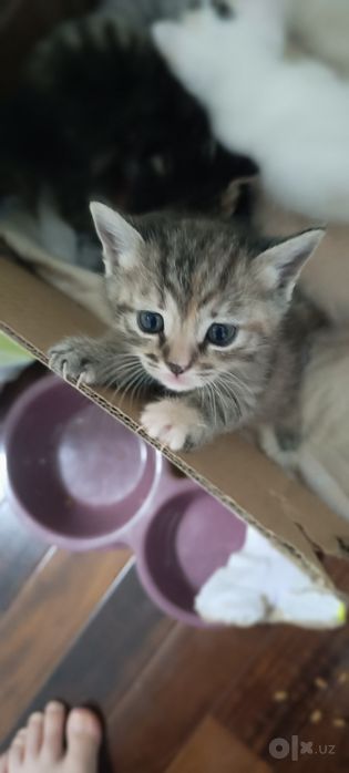 Котята скотиш страйт