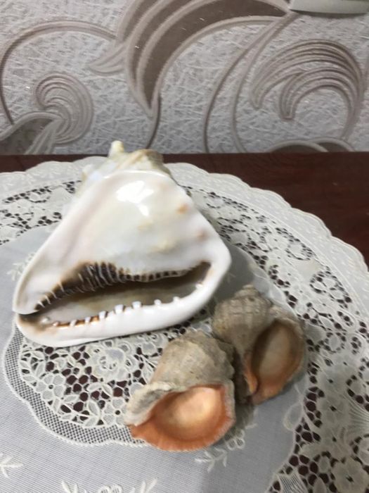 Продам ракушки морские