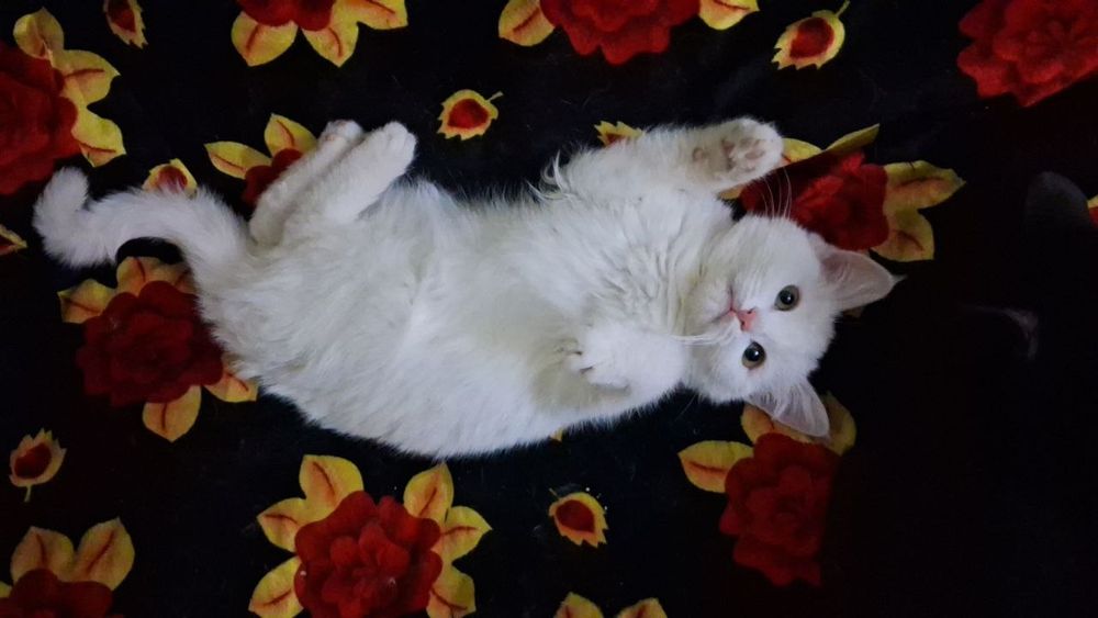 Белоснежные коты