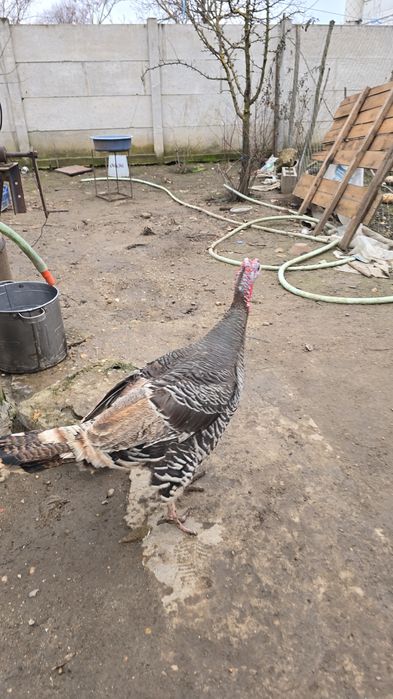 Vând  Curcani  Curci  mai  multe detalii în privat 250lei