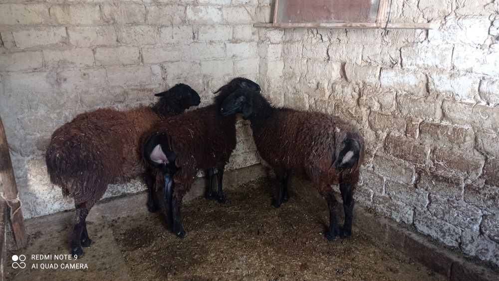 Семіз қойлар 6 ай жемдетұрған