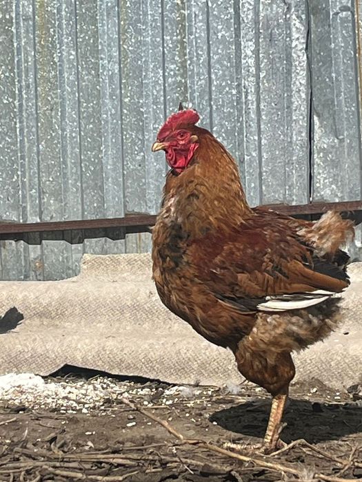 Обмен двух петухов