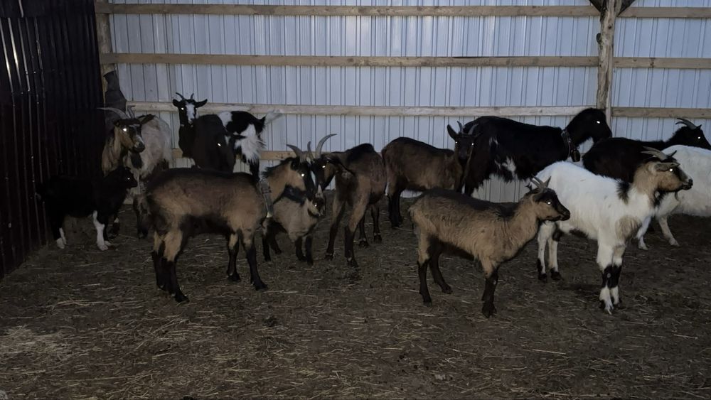 Capre disponibil /scimb cu oi sau vitei