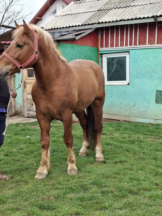 Vând manz de 3 ani in vara