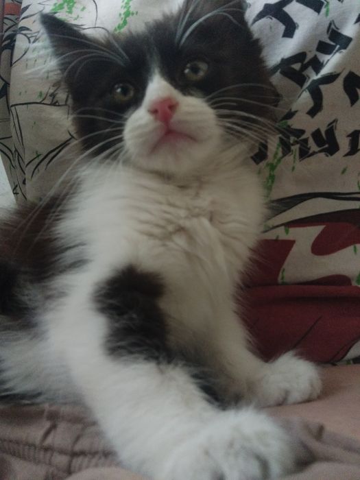 Пушистый чебурашка