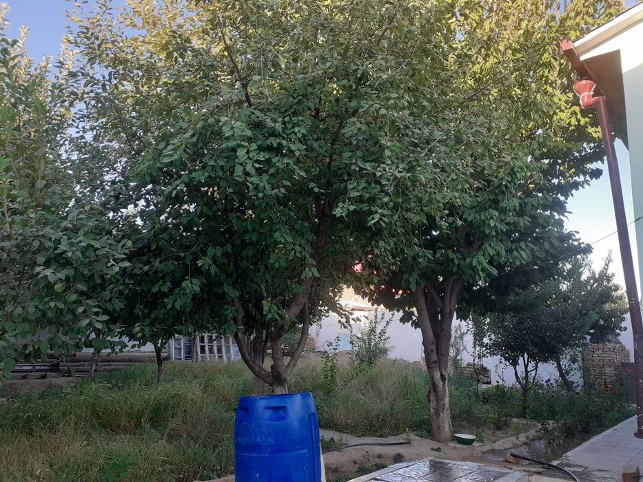 Nurota shahar Oq yo'lda namunali uy sotiladi