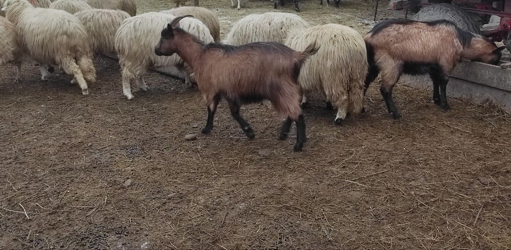 Capre alpine franceze