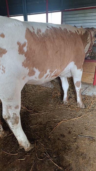 Vaca, junică și vițică de vânzare