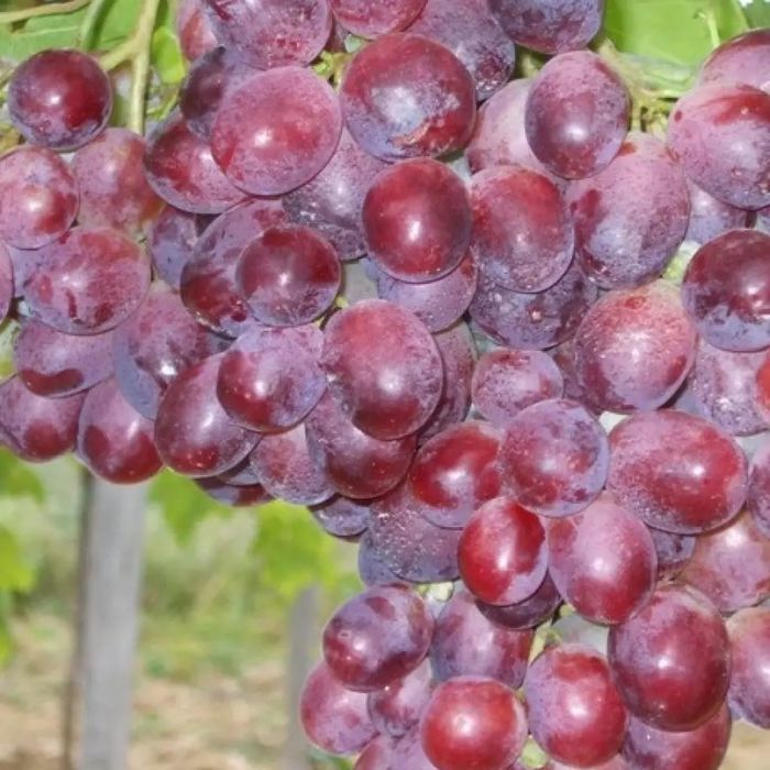 Vita De Vie DE Masa Soiuri Roze