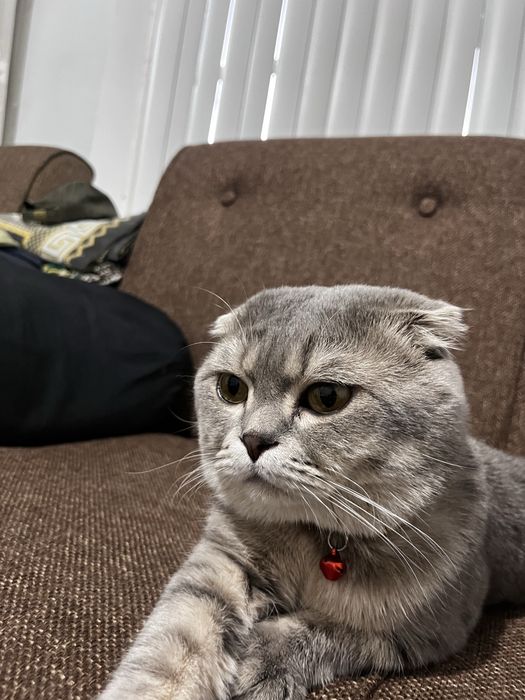 scottish fold sotiladi