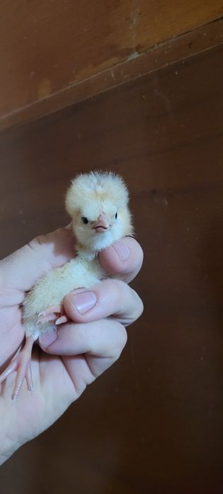 Pui de găină, somborska kaporka, pita pinta,moțati și golaș