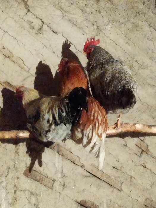 Продам или обмен