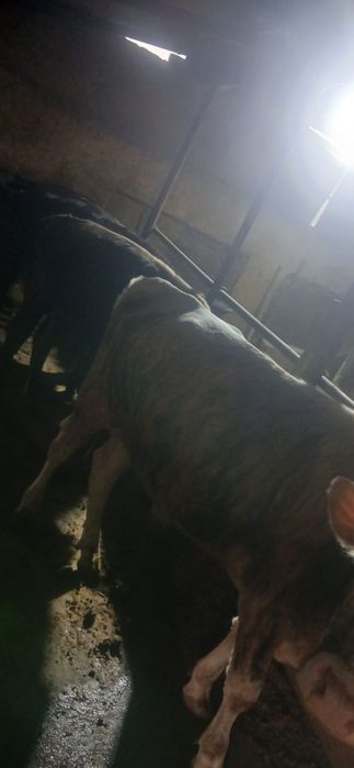 Продам 5 бычов 550000