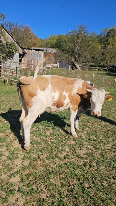 Vaca de vânzare