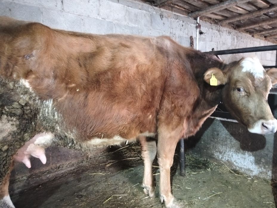 Продам корову дойную