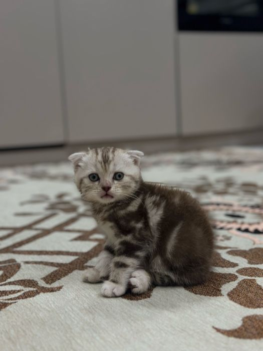 Вислоухие котёнок