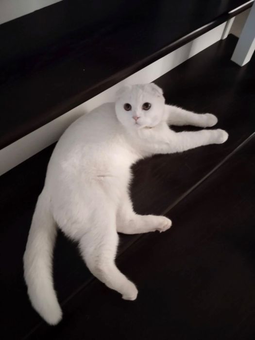 Продаю Скотш фолд