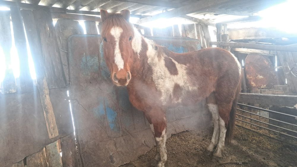 Продам Құнан. СКО