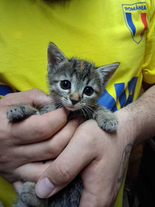 Pui pisica pentru adoptie