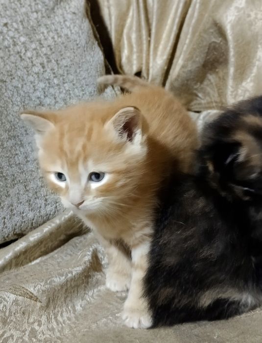 Котята отдам в хорошие руки, Mushuk bolalari ishonchli qõllarga berila