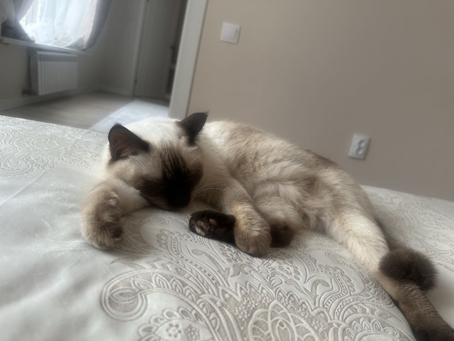 Отдам беслпатно кошку