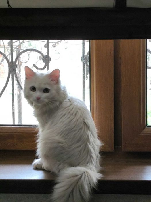 Mushukcha Турецкая ангора