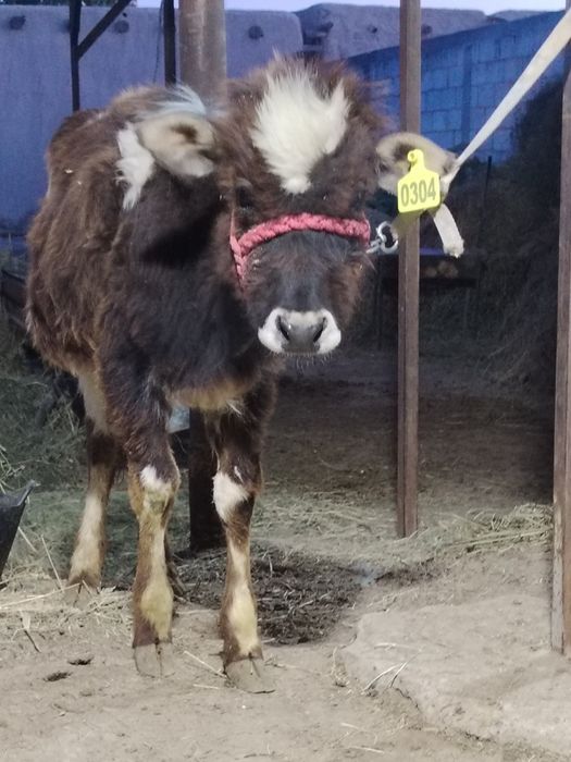 Gunojin sotiladi narxi 6milyon