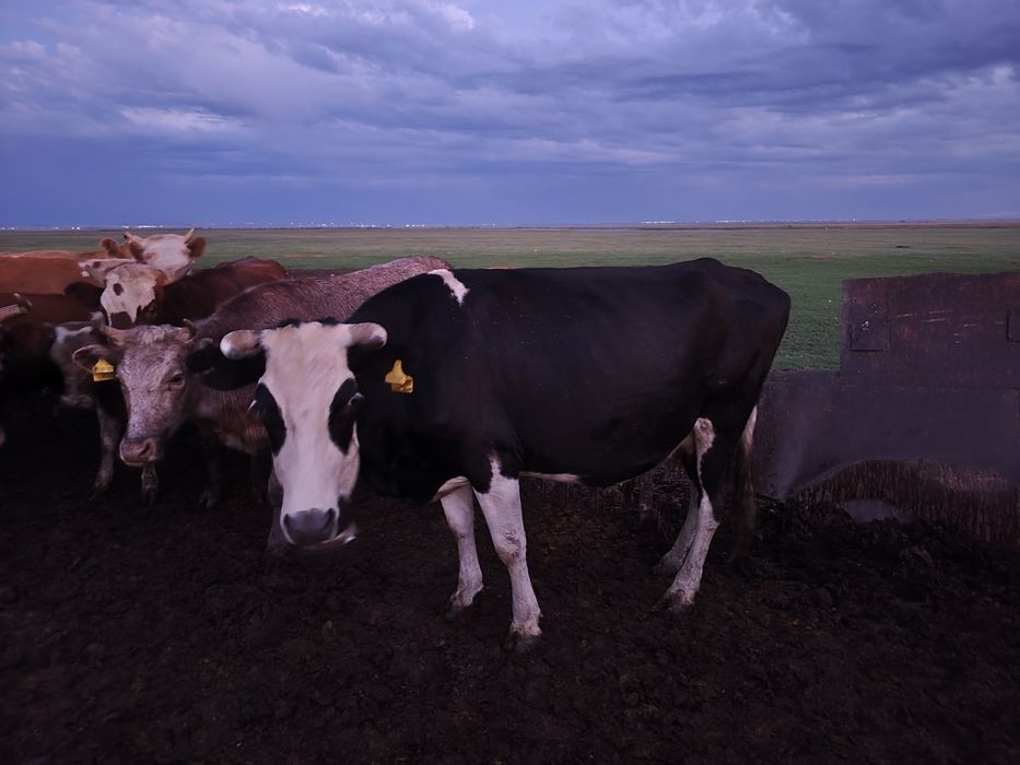 Продам молодняк подсос ,бычки