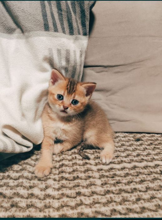Абиссинский котёнок