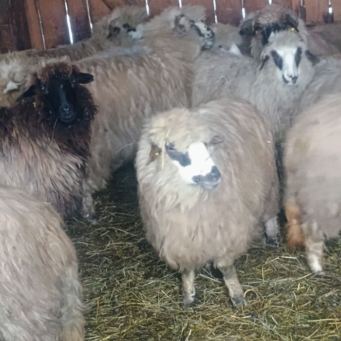 3 oi disponibile 2 de 3 miei și 1 de 5