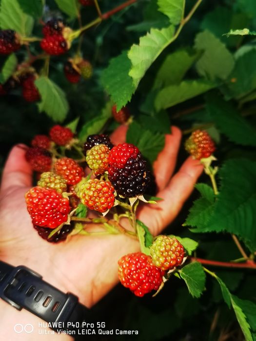 Butasi de mure trei soiuri